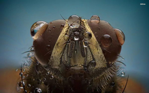 Animal fly HD Desktop Wallpaper | Background Image