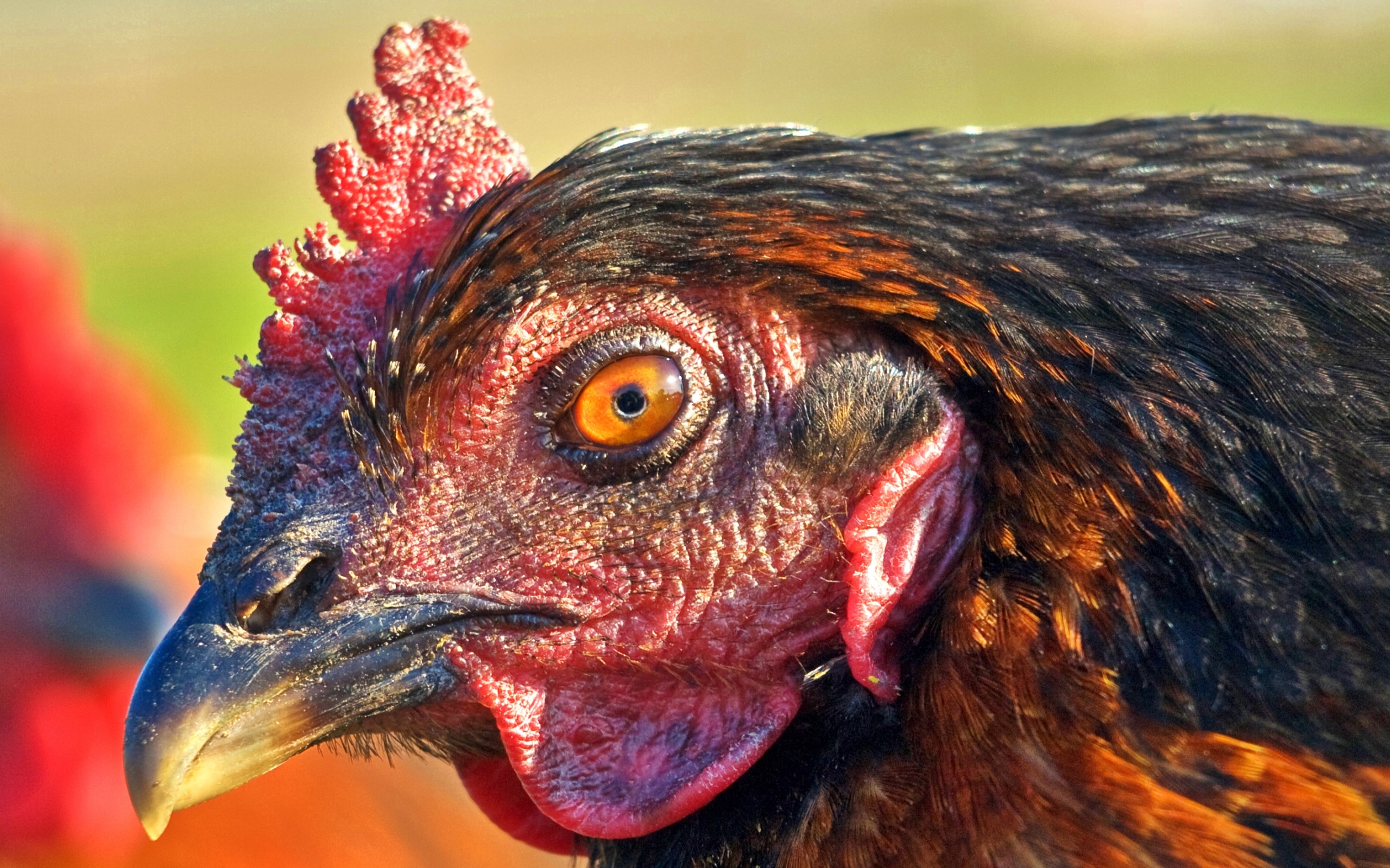 Animal Chicken HD Wallpaper | Background Image