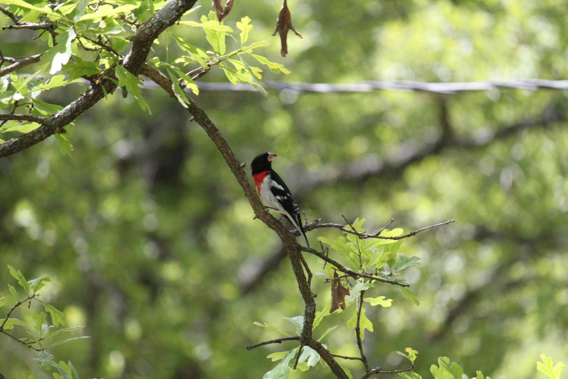 Rose-breasted Grosbeak (pheucticus ludovicianus) by 3brb55