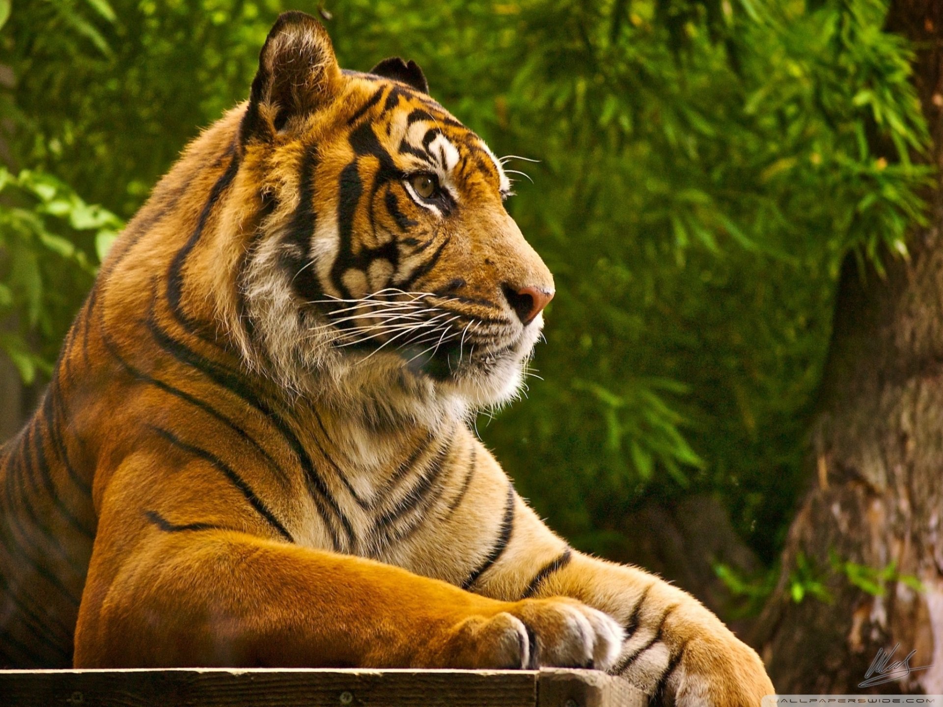 Download Animal Tiger HD Wallpaper