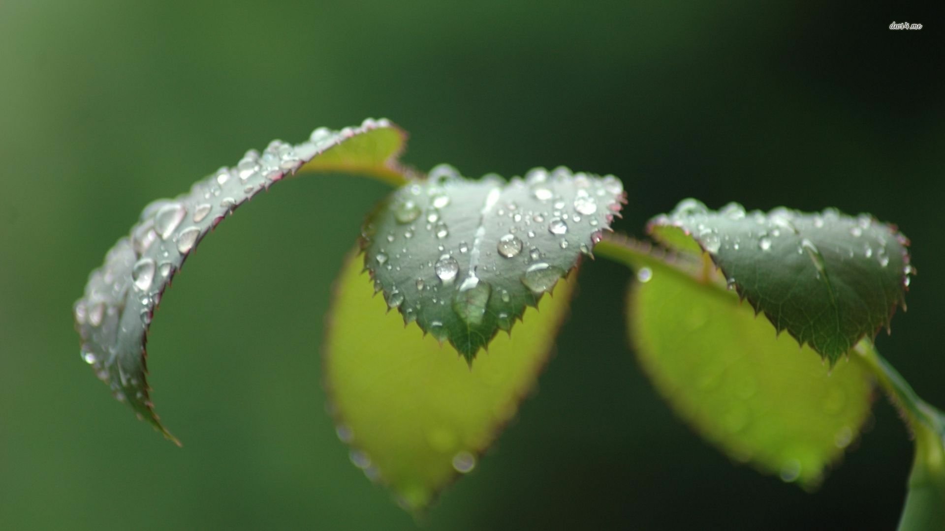 HD PC desktop wallpaper/background: close-up of dewy leaf edges with water droplets on green leaves against a soft-focus nature backdrop.