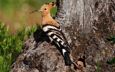 HD desktop wallpaper showcasing a vibrant hoopoe bird perched on textured tree bark amidst green foliage.
