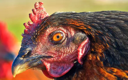 Animal chicken HD Desktop Wallpaper | Background Image