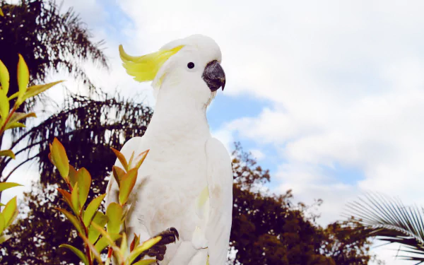 bird Animal Sulphur-crested cockatoo HD Desktop Wallpaper | Background Image