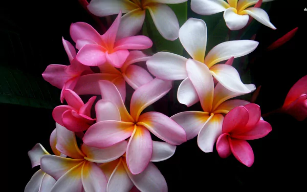 A vibrant arrangement of pink, white, and yellow plumeria flowers against a dark background, showcasing the beauty of nature in this HD desktop wallpaper.