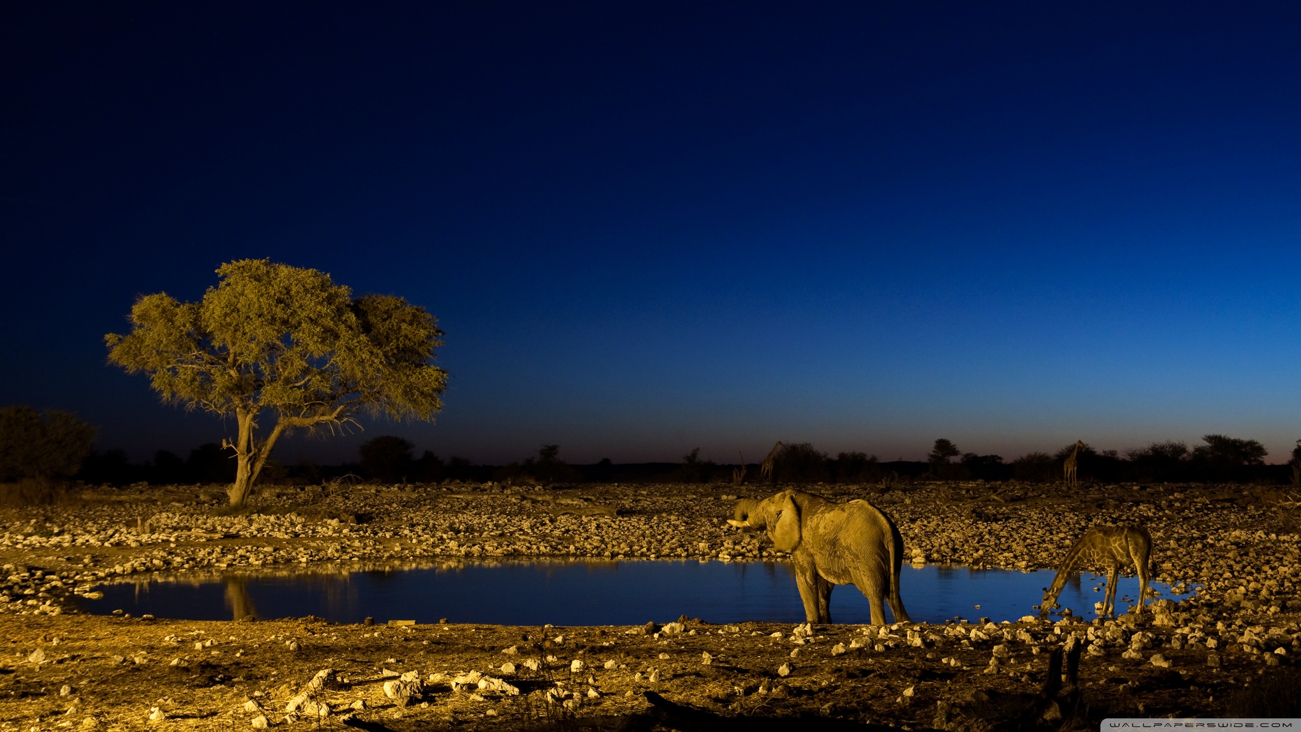 Elephant HD Wallpaper | Background Image | 2560x1440