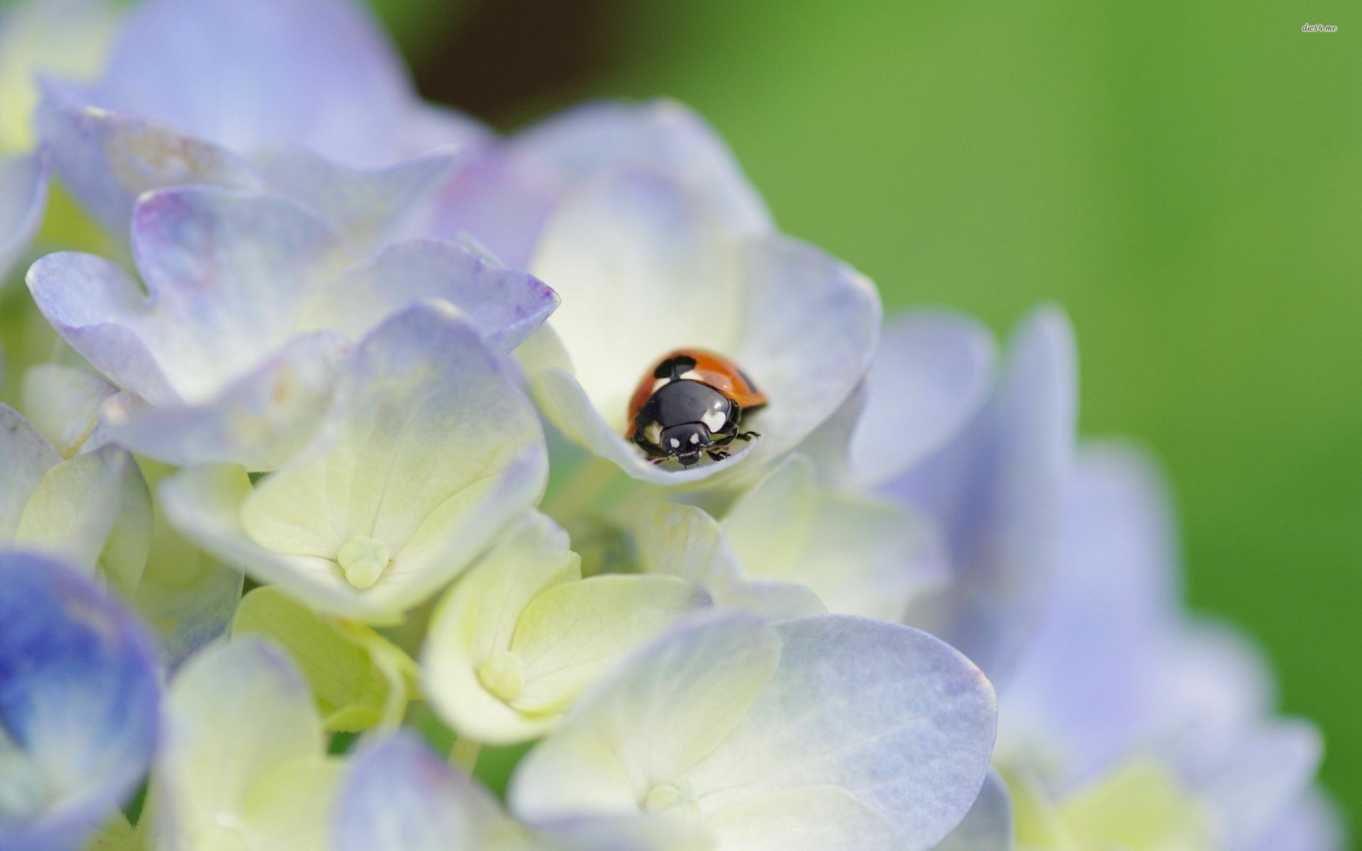 HD desktop wallpaper featuring a close-up of a ladybug perched on soft purple and white flowers against a blurred green background.