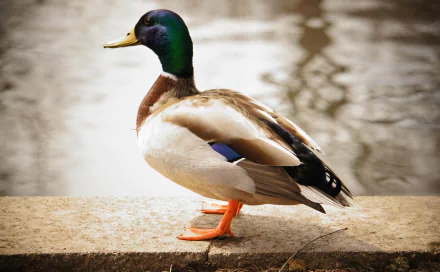 bird Animal mallard HD Desktop Wallpaper | Background Image