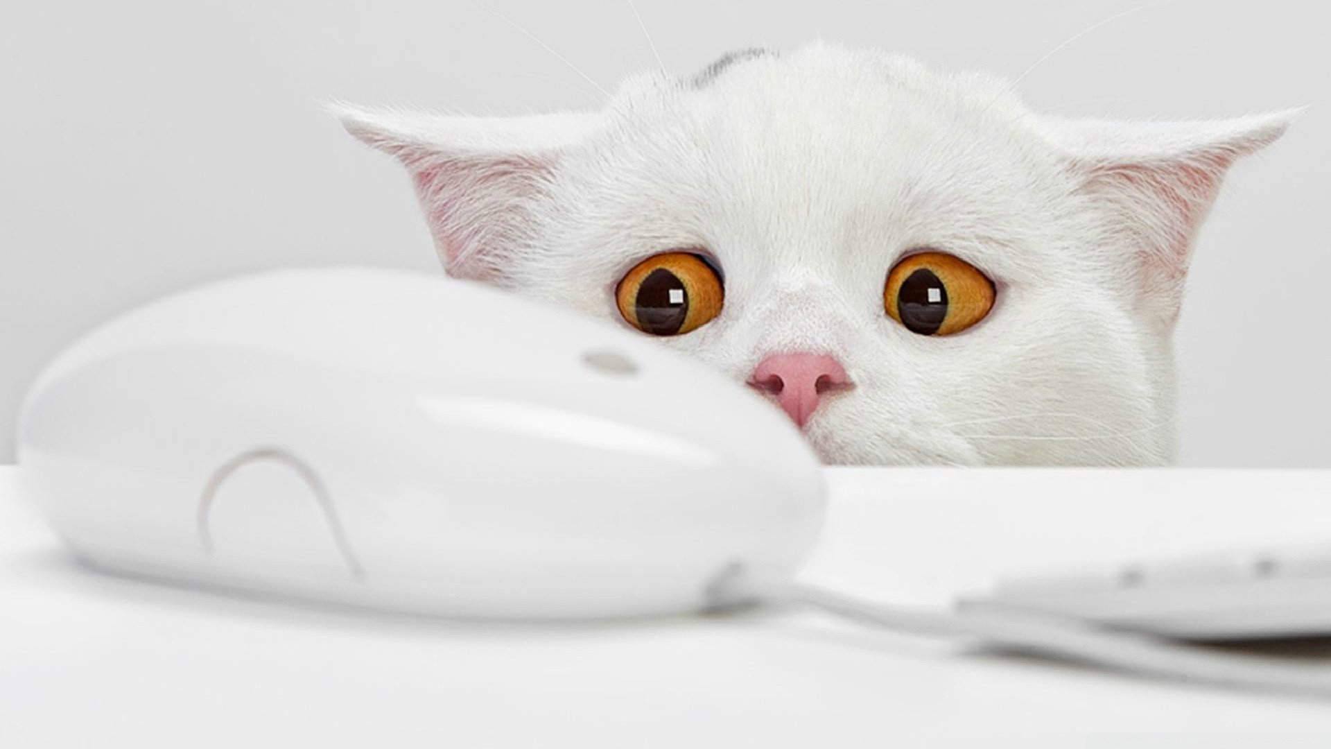 A curious white cat with wide amber eyes peeks over a white computer mouse on a clean, minimalistic HD PC desktop wallpaper.
