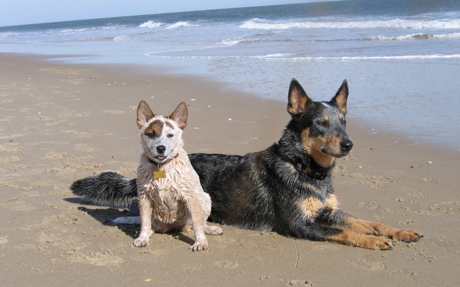 Two Australian cattle dogs — a small puppy and a larger dog — resting on a sunlit sandy beach with waves behind, 2K Quad HD PC desktop wallpaper/background.