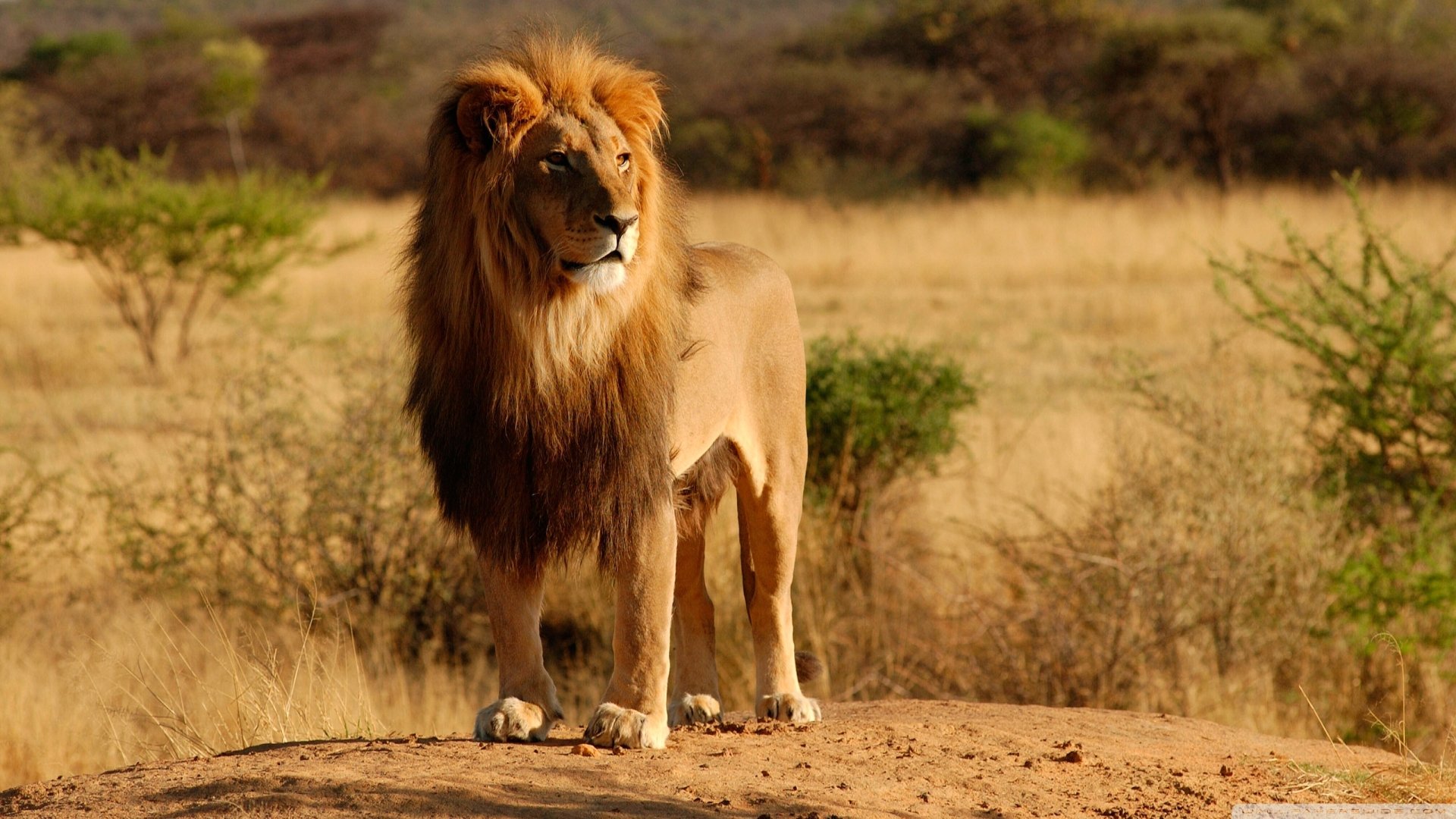 HD PC desktop wallpaper showing a majestic lion standing on a mound in a sunlit savannah landscape.