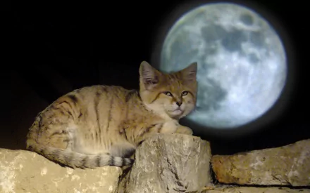 Animal sand cat HD Desktop Wallpaper | Background Image