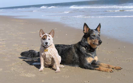 Two Australian cattle dogs — a small puppy and a larger dog — resting on a sunlit sandy beach with waves behind, 2K Quad HD PC desktop wallpaper/background.
