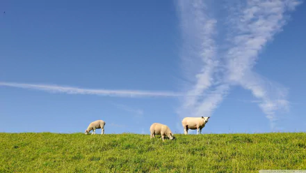 Animal sheep HD Desktop Wallpaper | Background Image