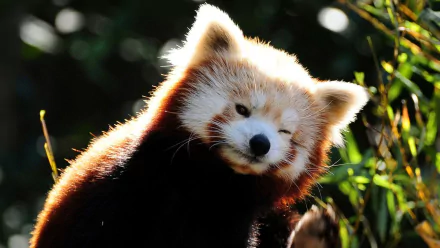 HD PC desktop wallpaper featuring a close-up of a red panda with sunlit fur against a dark, blurred natural background.