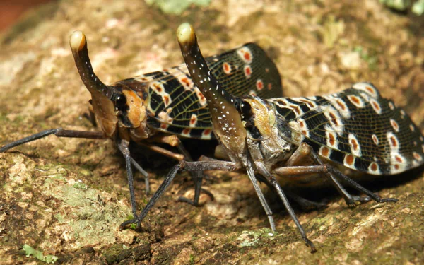 Animal lantern fly HD Desktop Wallpaper | Background Image