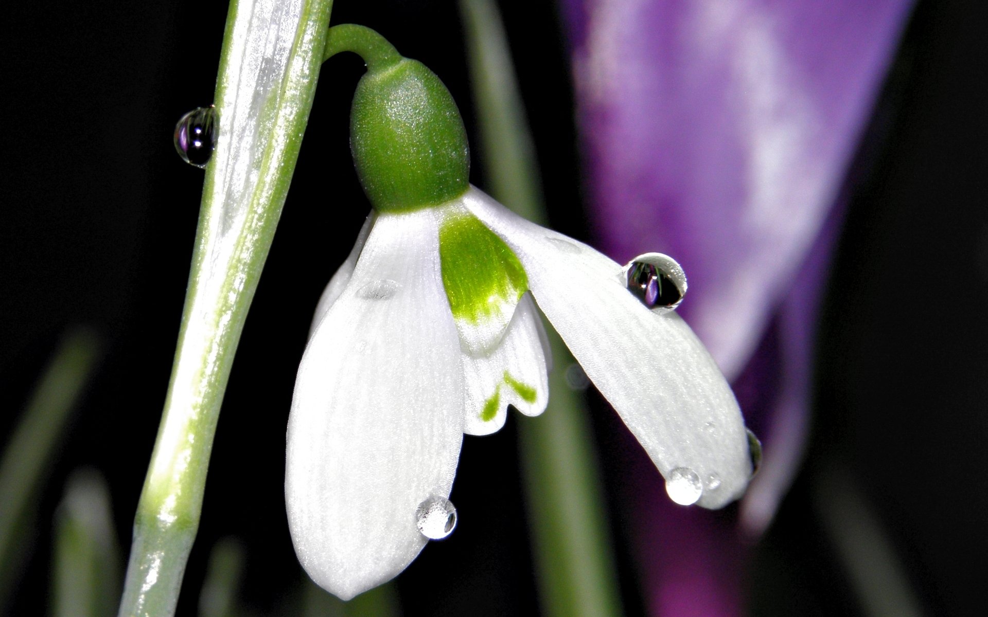 Download Nature Snowdrop HD Wallpaper