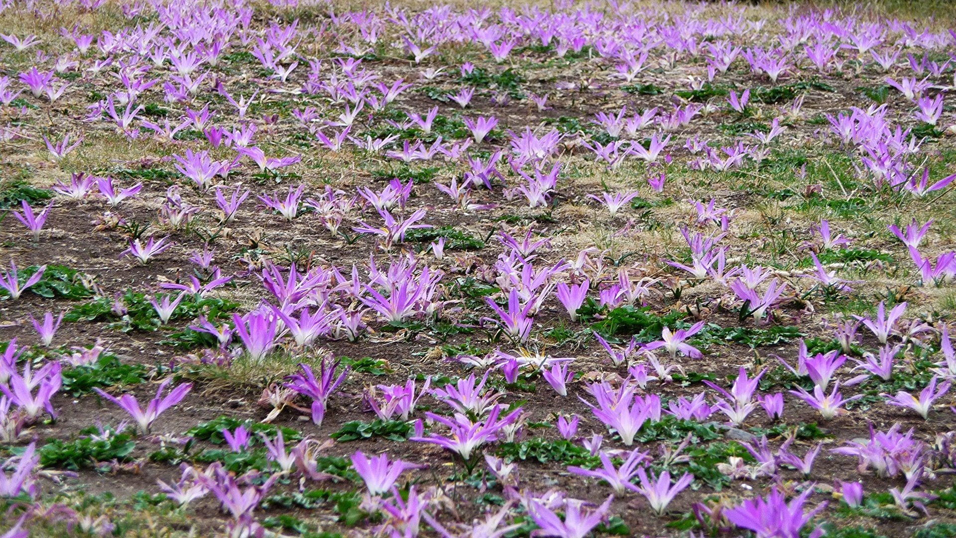 Download Nature Crocus HD Wallpaper