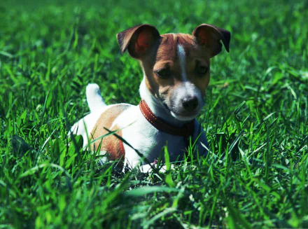 A Jack Russell Terrier dog resting on vibrant green grass, captured in high definition as a PC desktop wallpaper and background.