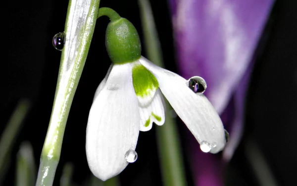 nature snowdrop HD Desktop Wallpaper | Background Image