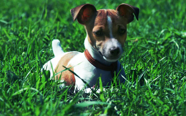 A Jack Russell Terrier dog resting on vibrant green grass, captured in high definition as a PC desktop wallpaper and background.