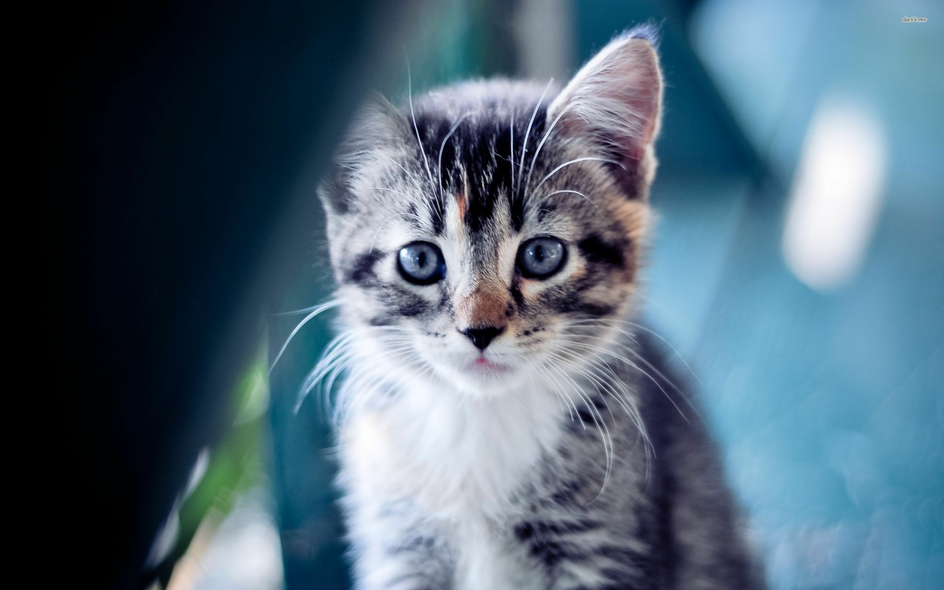 Download Animal Cat HD Wallpaper