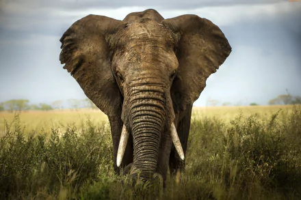 Close-up of an African bush elephant standing in tall grass, showcasing its massive ears and tusks against a soft, cloudy sky. 4K Ultra HD wallpaper for a vivid desktop background.