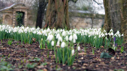 nature snowdrop HD Desktop Wallpaper | Background Image