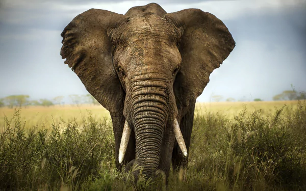 Close-up of an African bush elephant standing in tall grass, showcasing its massive ears and tusks against a soft, cloudy sky. 4K Ultra HD wallpaper for a vivid desktop background.