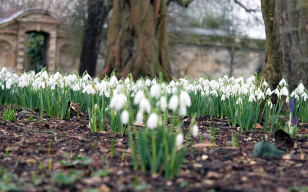 nature snowdrop HD Desktop Wallpaper | Background Image
