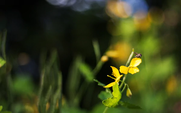 Animal fly HD Desktop Wallpaper | Background Image