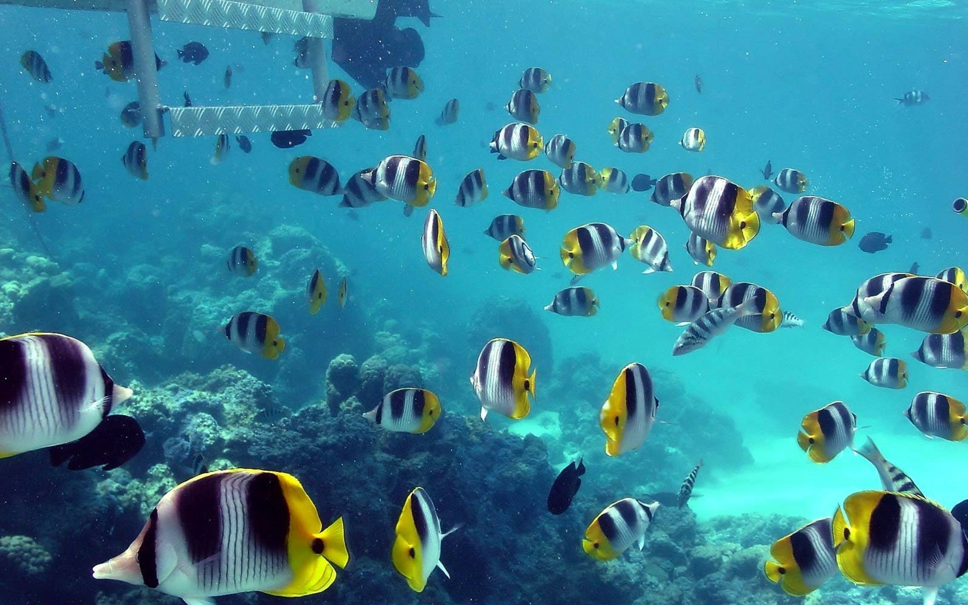 Butterflyfish HD Wallpaper