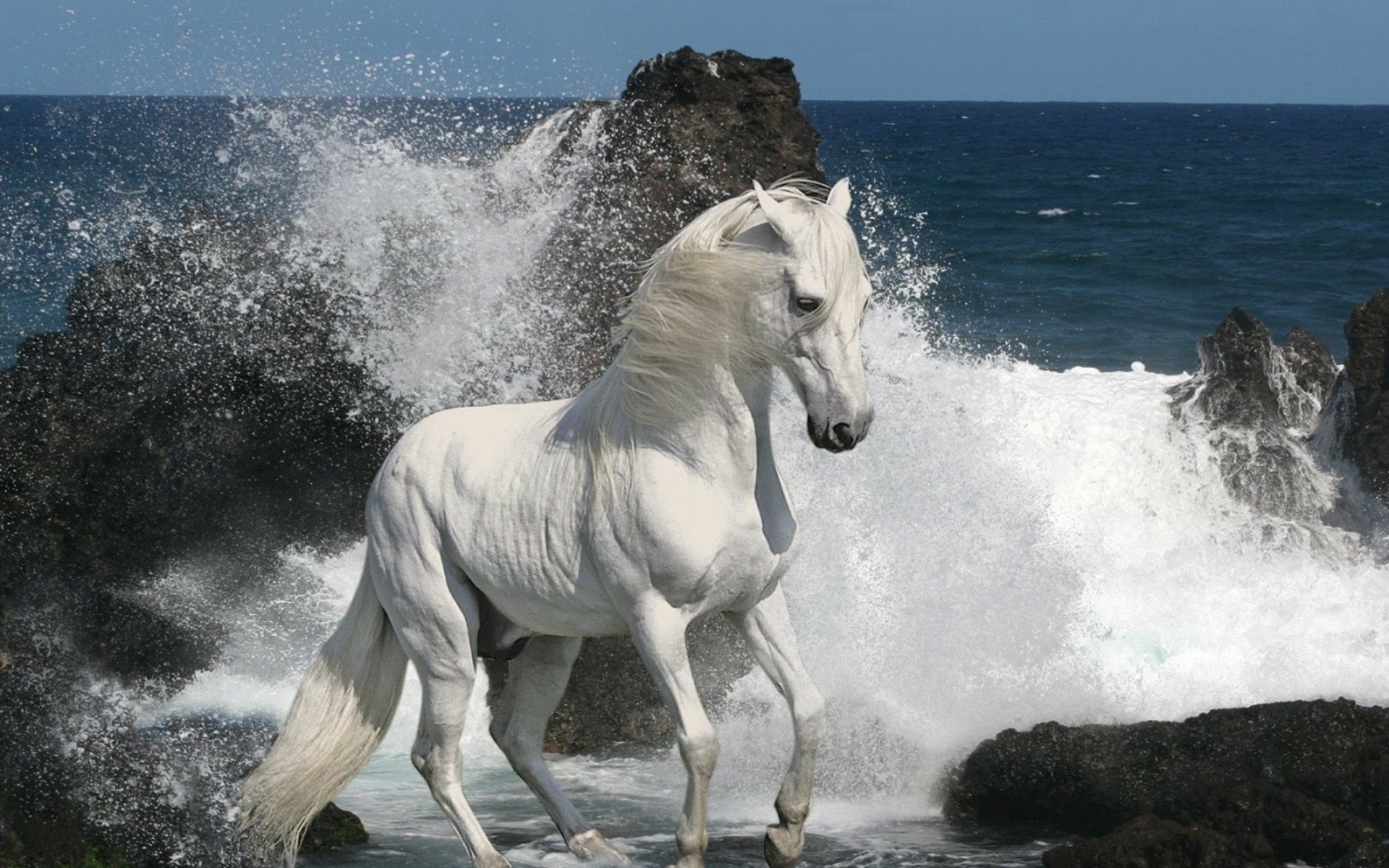 HD PC desktop wallpaper featuring a white horse standing on rocky shore with ocean waves crashing dramatically in the background.