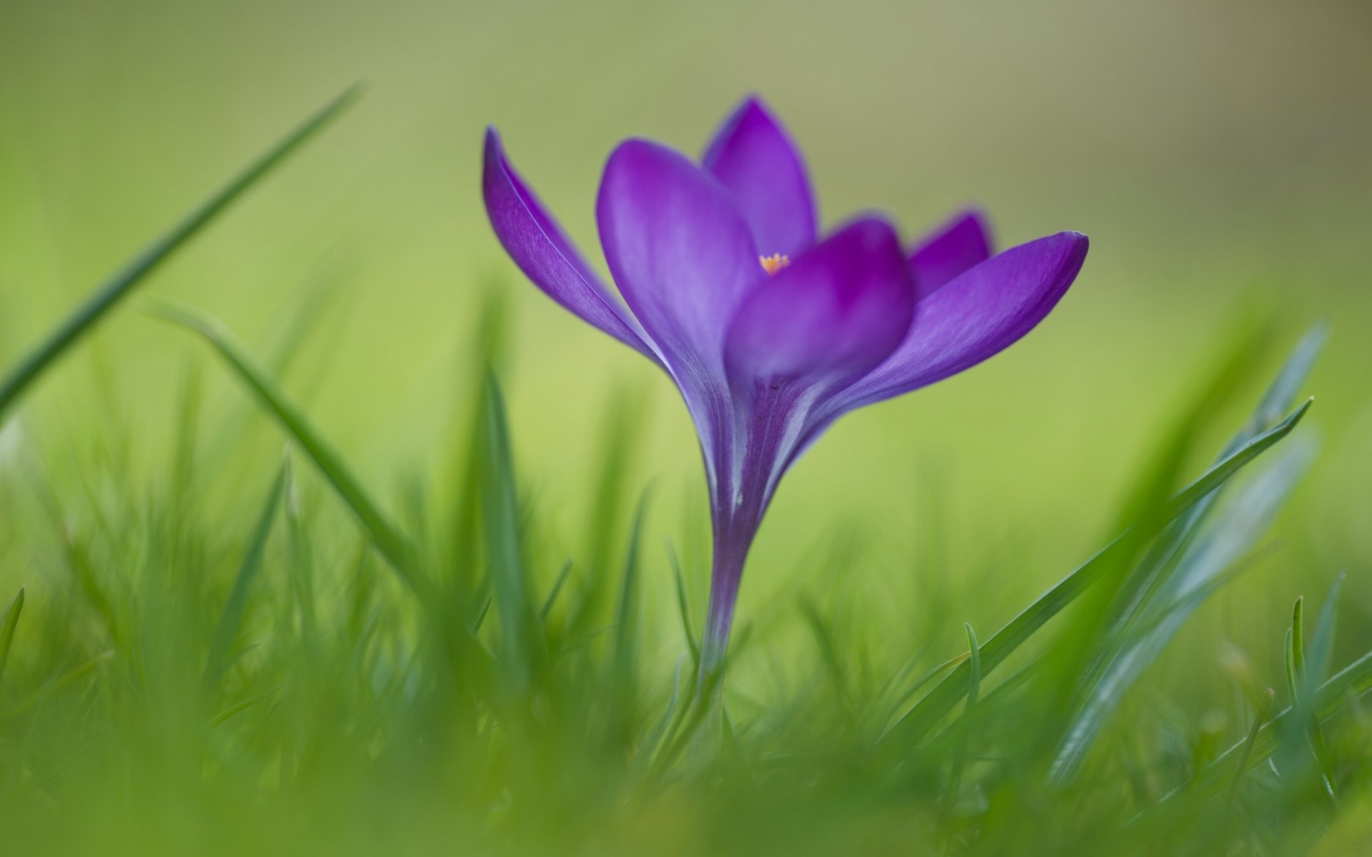 Crocus HD Wallpaper