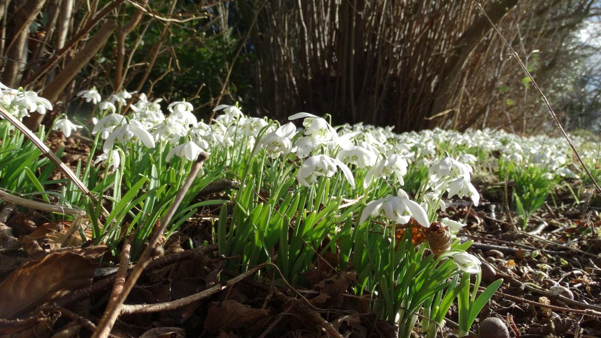 Download Nature Snowdrop HD Wallpaper