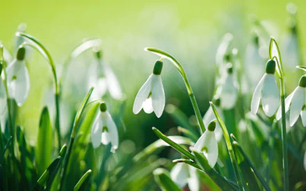 nature snowdrop HD Desktop Wallpaper | Background Image