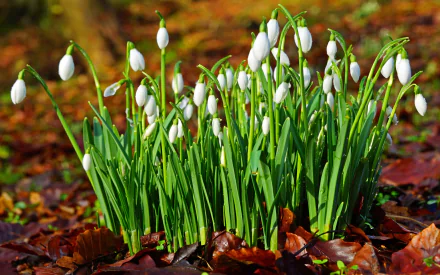 nature snowdrop HD Desktop Wallpaper | Background Image