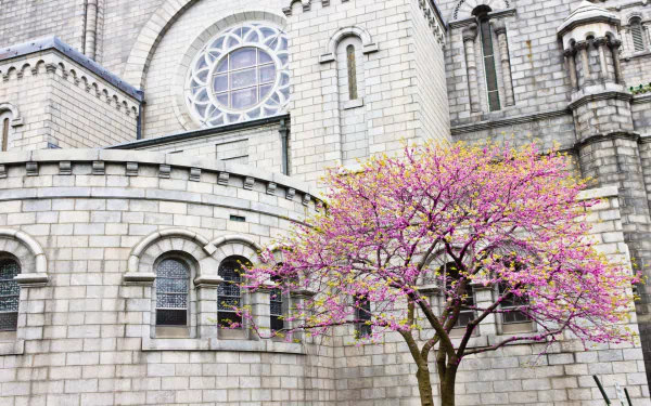 HD PC desktop wallpaper of the Cathedral Basilica of Saint Louis, showcasing its stone architecture framed by a blooming tree with vibrant pink flowers.