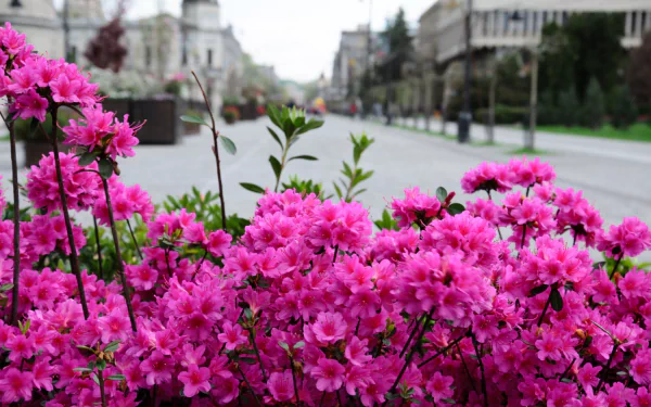 nature azalea HD Desktop Wallpaper | Background Image