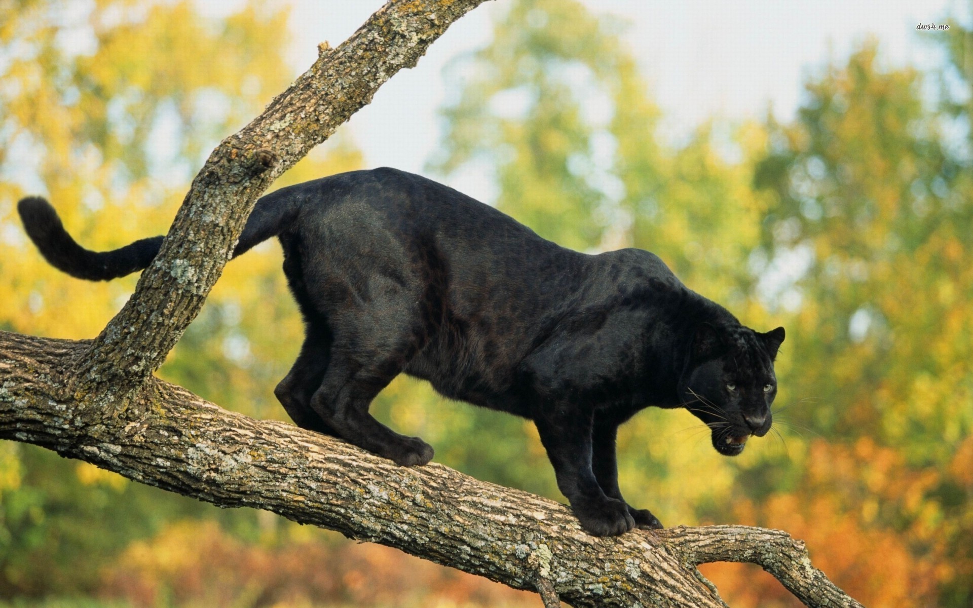 Stunning Black Panther HD Wallpaper Stunning Black Panther HD Wallpaper