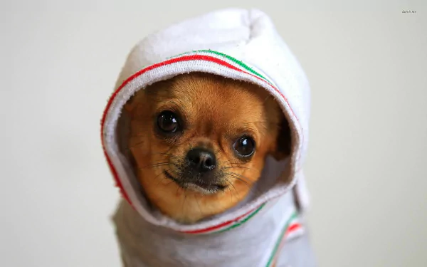 HD desktop wallpaper featuring a cute Chihuahua dog wearing a white hoodie with red and green stripes, set against a plain light background.