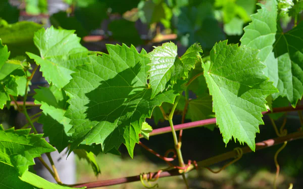  Vine Leaves