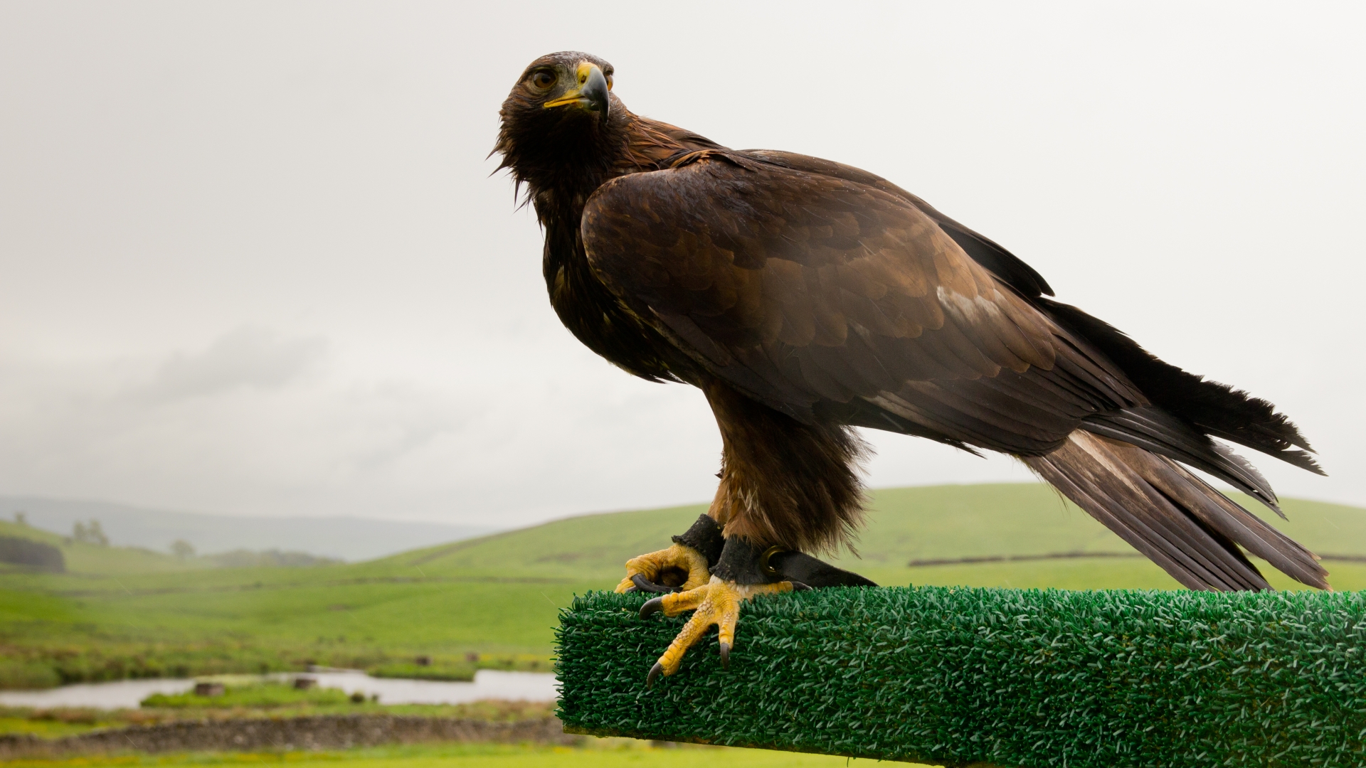 30+ Golden Eagle HD Wallpapers and Backgrounds