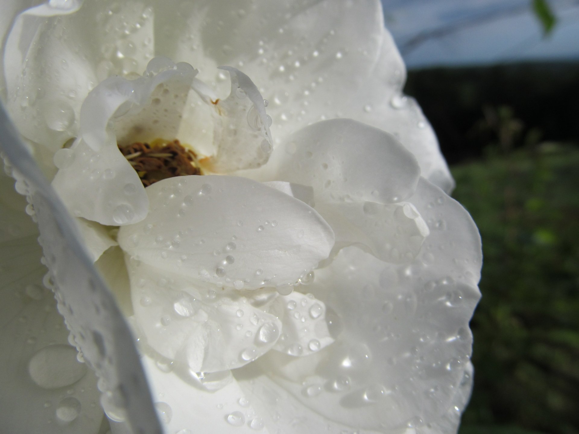 HD desktop wallpaper featuring a close-up view of a white flower with dew drops, set against a blurred natural background.