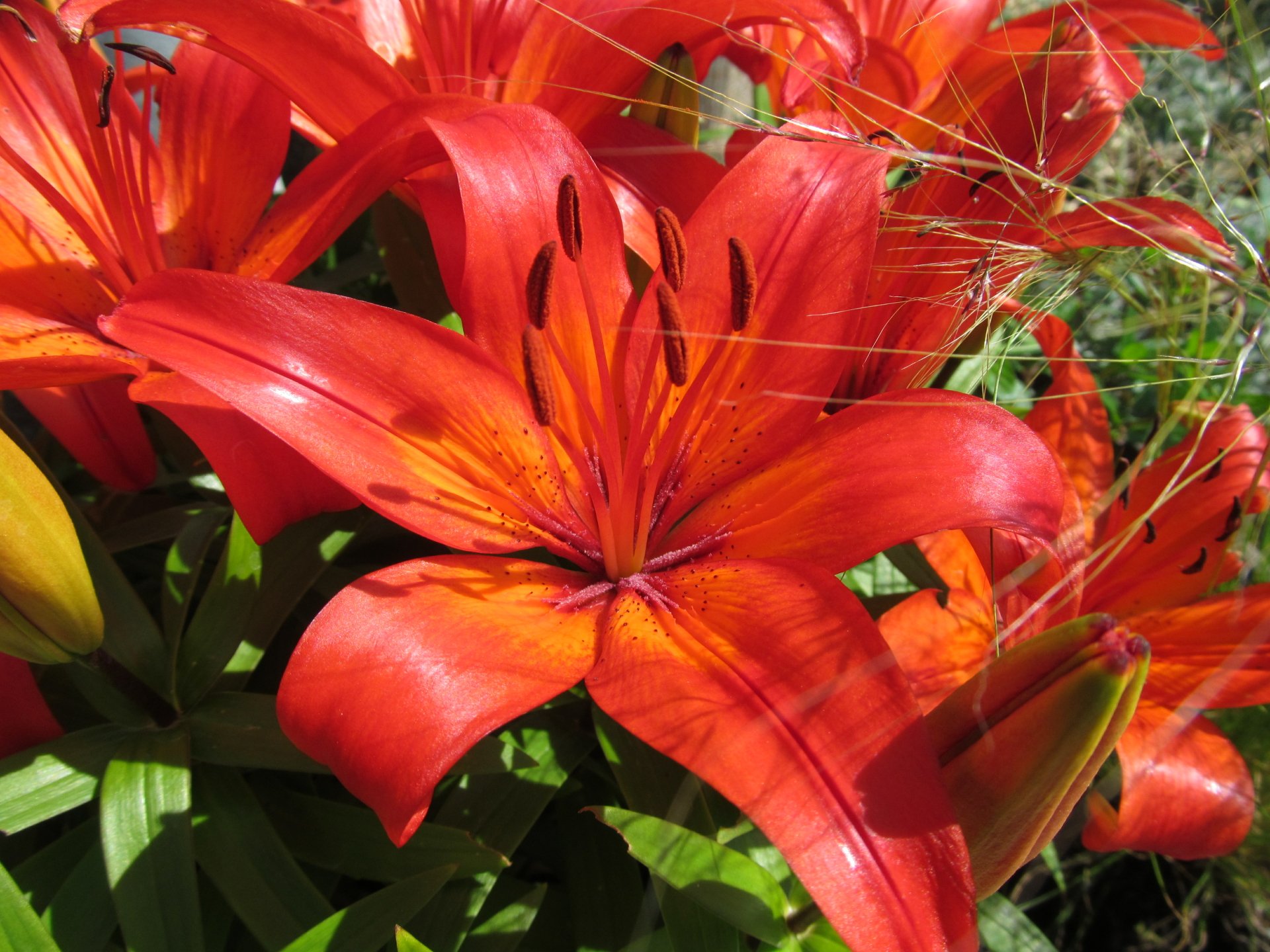 Close-up of a vibrant red lily flower in nature, glossy petals and dark stamens — 4K Ultra HD PC desktop wallpaper/background.