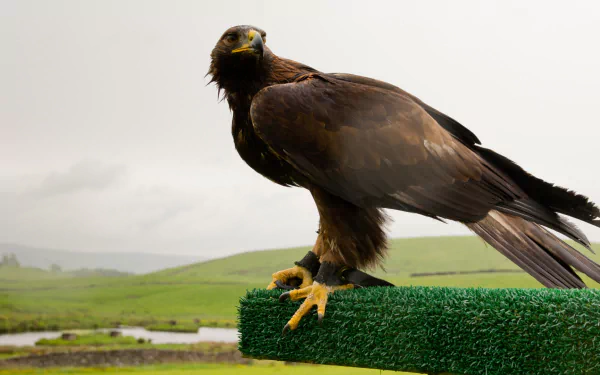 A majestic golden eagle perched on a green surface, set against a lush landscape, captured in stunning HD for an impressive desktop wallpaper and background.