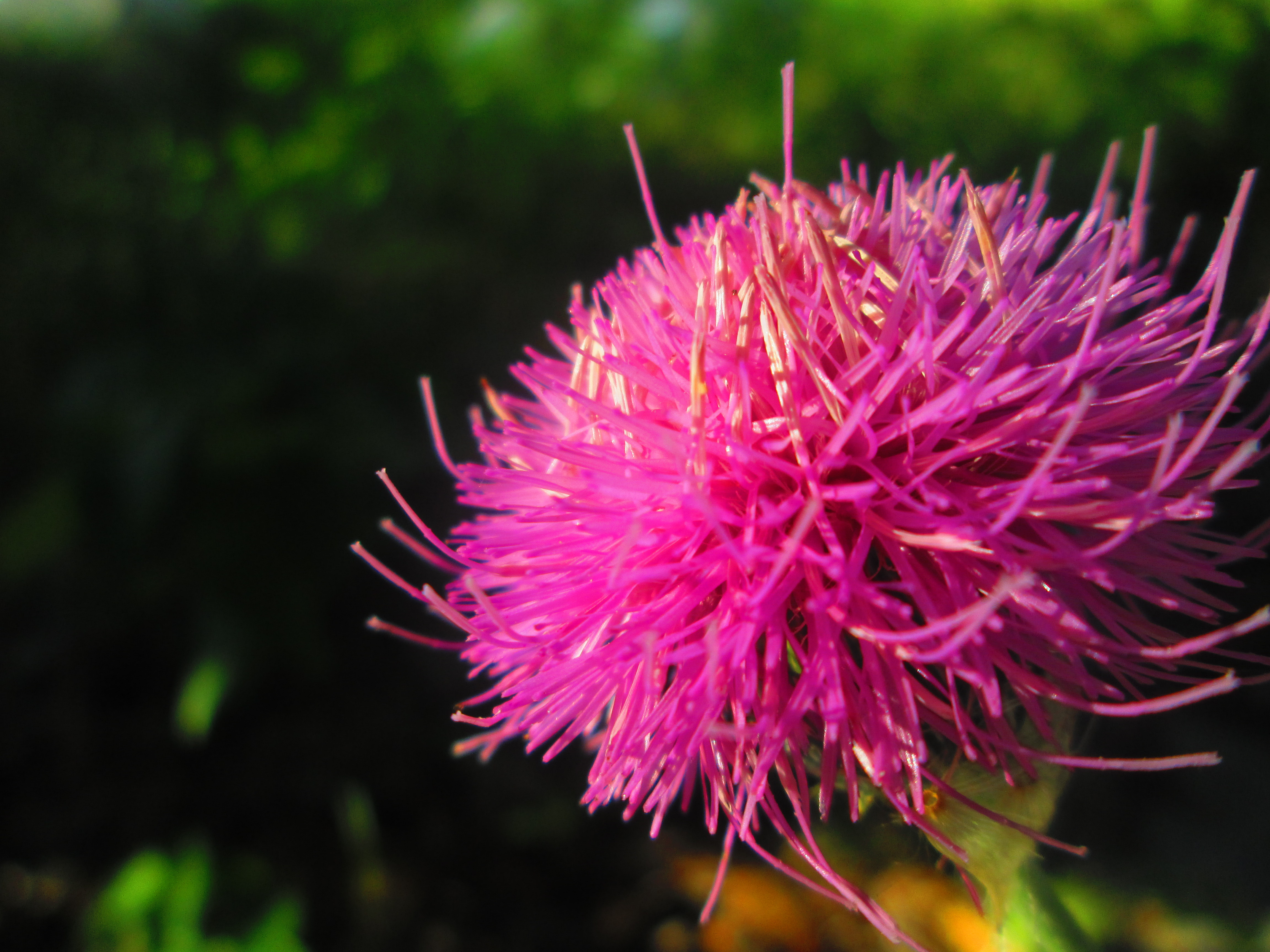 Download Nature Flower 4k Ultra HD Wallpaper by Zachary