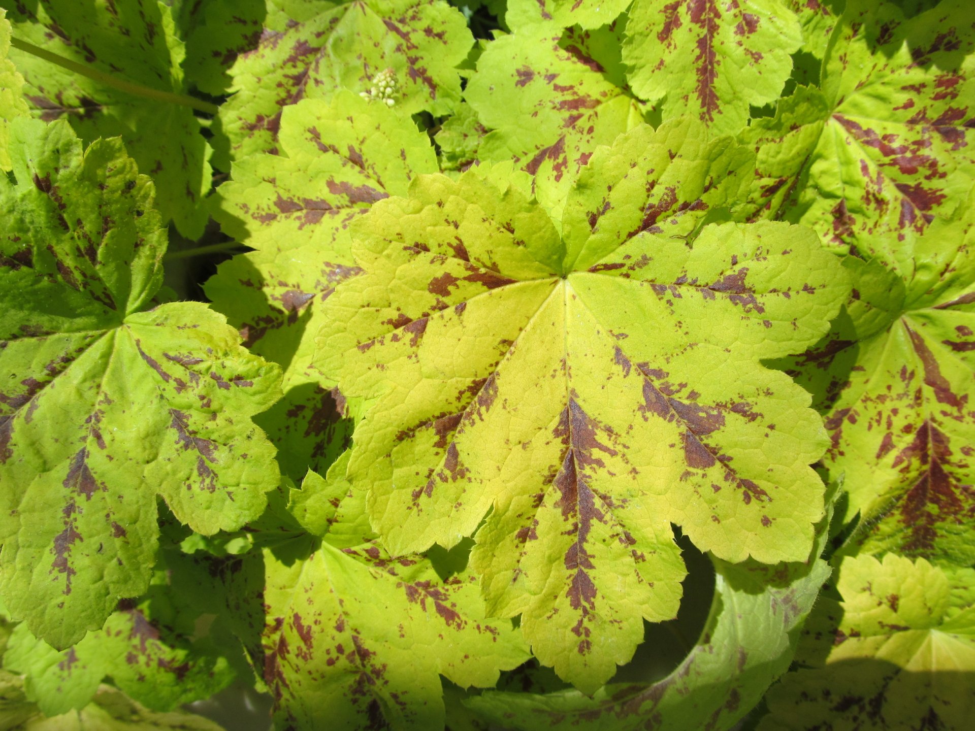 nature by AlphaSystem