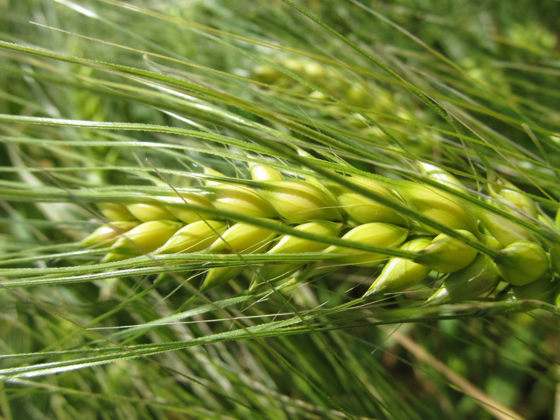 Close-up of a green wheat plant in nature, captured in 4K Ultra HD for crisp detail as a PC desktop wallpaper and background.