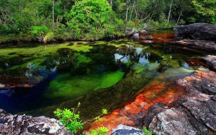Vibrant Caño Cristales river with multicolored water reflecting lush green forest, featured as an HD nature PC desktop wallpaper and background.